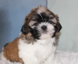 Arthur  - Shih Tzu Puppy for sale