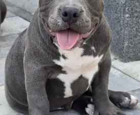 Bbb  - Amerikai Bully - Pocket eladó kiskutya