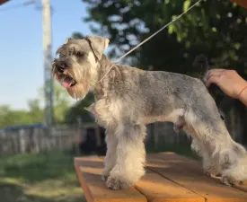 Kicsijo - Zwergschnauzer Angebotener Welpe