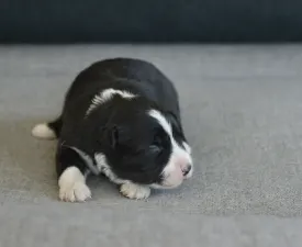 Rubin - Border collie Szczenię na sprzedaż