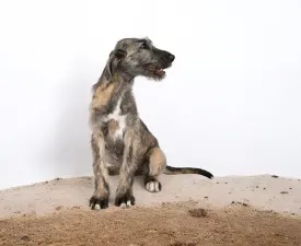 Bodza - Irish Wolfhound Puppy for sale