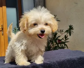 Hope - Maltipoo Angebotener Welpe