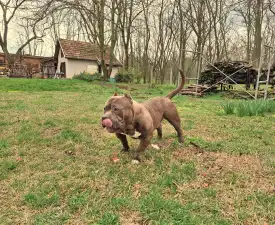 Dakota - Amerikai Bully - Pocket eladó kiskutya