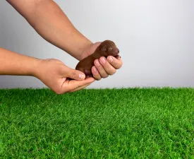 Diamond - Caniche Toy Chiot à vendre