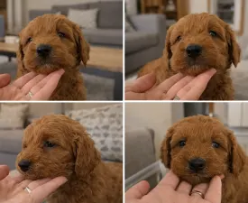 Bobi - Goldendoodle Angebotener Welpe