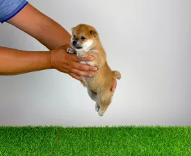 Sachi - Shiba eladó kiskutya