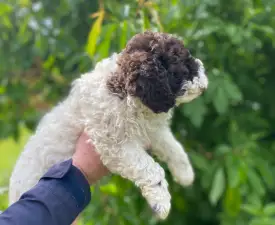 Aisha - Romagna Water Dog Puppy for sale
