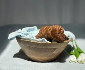 Pinot Blanc - Közép uszkár eladó kiskutya