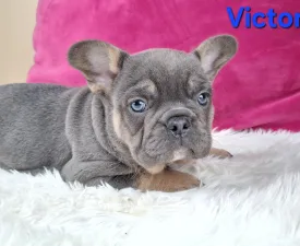 Victor - Francia bulldog eladó kiskutya