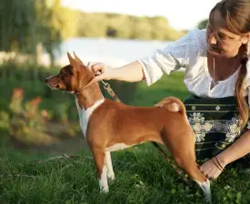 Lucky Alien Kahawa - Basenji eladó kiskutya