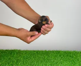 Pando - Pomeranian eladó kiskutya