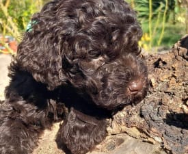 Alfréd - Romagna Water Dog Puppy for sale