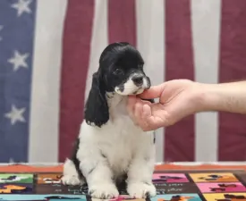 Ivory Of Your Sweetest Dream - Amerikai cocker spániel eladó kiskutya