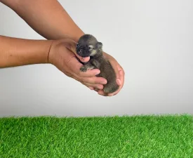 Riki - Pomeranian Cățeluș de vânzare