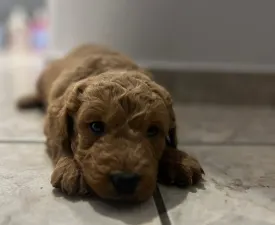 Goldendoodle Max - Goldendoodle Puppy for sale