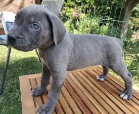 Benje - Cane Corso Italiano Puppy for sale
