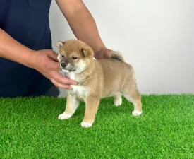 Zen - Shiba Puppy for sale