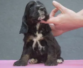 Kephallénia Oceanus Mystios  - English Cocker Spaniel Puppy for sale