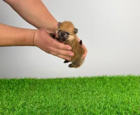 Tomtom - Pomeranian eladó kiskutya