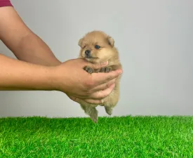 Zora - German Pomeranian Spitz Puppy for sale