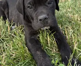 Bonnie - Cane Corso Italiano Puppy for sale