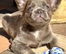 Cole - Francia bulldog eladó kiskutya
