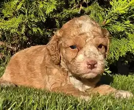 Sony - Cavapoo Angebotener Welpe
