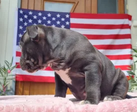 Oreo - American Bully - Pocket Angebotener Welpe