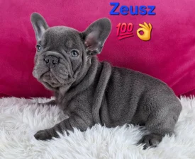 Zeusz - French Bulldog Puppy for sale