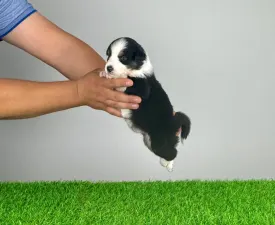 Viva - Australian Shepherd Cucciolo in vendita
