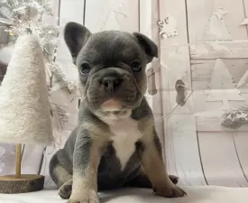 Anna  - French Bulldog Puppy for sale