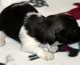 Oro De Habana Yvonne - Havanese eladó kiskutya
