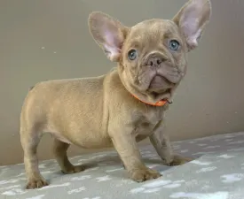 Tilda - Francia bulldog eladó kiskutya