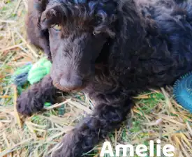 Amelie  - Pudel standard Cățeluș de vânzare