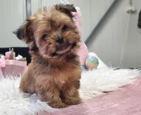 Mira - Biewer Terrier eladó kiskutya