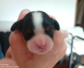Grófnő  - Cavalier King Charles Spaniel Puppy for sale