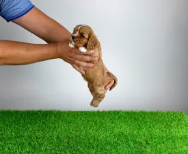 Weeny - Cavalier King Charles Spaniel Puppy for sale