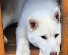 Rubin Of Polar Moonlights - Siberian Husky Cucciolo in vendita