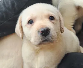 Klágya Kincse E Alom - Labrador Retriever Puppy for sale