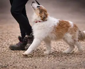 Atlantic - Border Collie eladó kiskutya