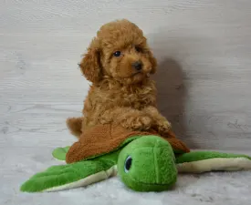 Remy - Poodle Miniature Puppy for sale