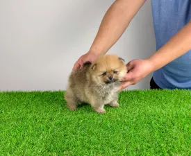 Sunkiss - German Pomeranian Spitz Puppy for sale