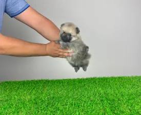 Chippy - Pomeranian eladó kiskutya