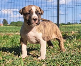 Unique Blood Epic - American Staffordshire Terrier Puppy for sale