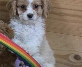 Cider - Cavapoo eladó kiskutya