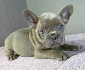 Andrea - Французский бульдог Щенок на продажу