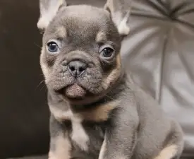 Wendy - Francia bulldog eladó kiskutya