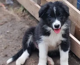 Brooke Fmg - Border Collie Puppy for sale