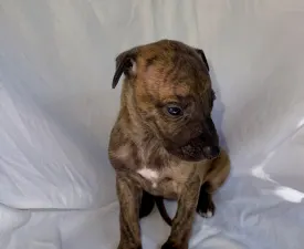 Ugo Unpredictable - Whippet Chiot à vendre