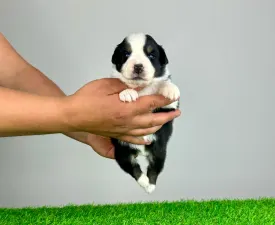 Manna - Australian Shepherd Puppy for sale
